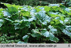 Petasites kablikianus (lepiężnik wyłysiały)