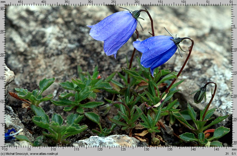 Campanula cochleariifolia (dzwonek drobny)