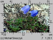 Campanula cochleariifolia (dzwonek drobny)