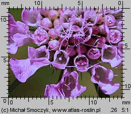 Scabiosa lucida (driakiew lśniąca)