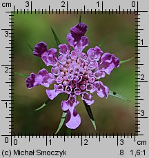 Scabiosa lucida (driakiew lśniąca)