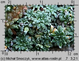 Saxifraga caesia (skalnica seledynowa)