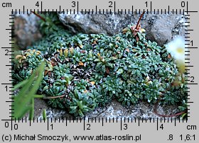 Saxifraga caesia (skalnica seledynowa)