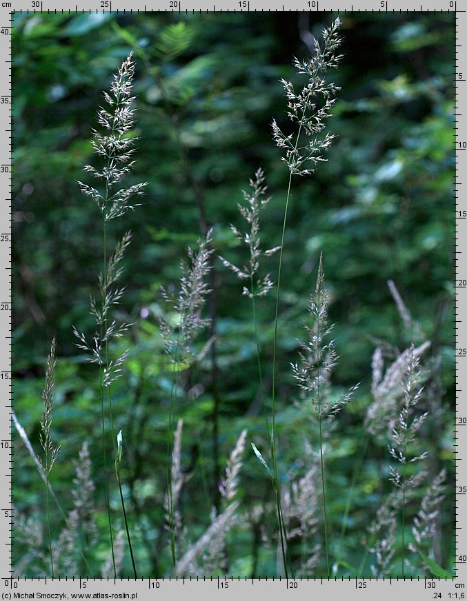 Calamagrostis villosa (trzcinnik owłosiony)