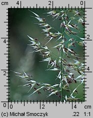 Calamagrostis villosa (trzcinnik owłosiony)