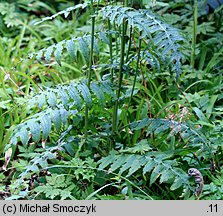 Cirsium erisithales (ostrożeń lepki)