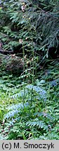 Cirsium erisithales (ostrożeń lepki)