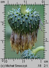 Cirsium erisithales (ostrożeń lepki)