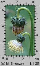 Cirsium erisithales (ostrożeń lepki)