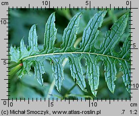 Cirsium erisithales (ostrożeń lepki)