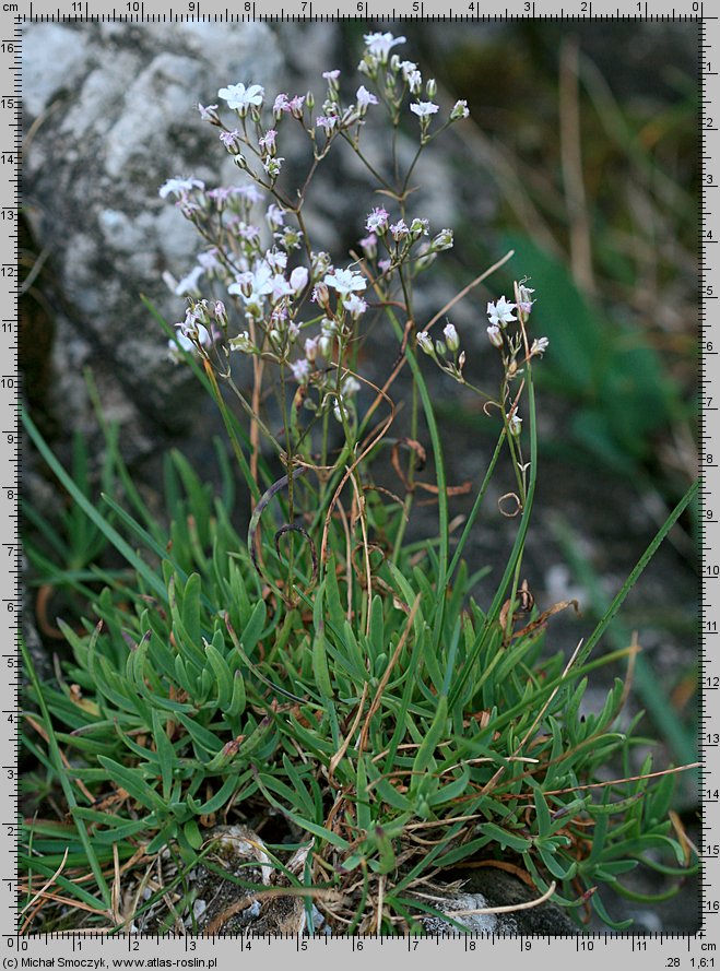 Gypsophila repens (łyszczec rozesłany)