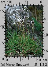 Gypsophila repens (łyszczec rozesłany)