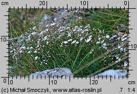 Gypsophila repens (łyszczec rozesłany)