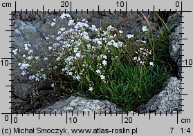 Gypsophila repens (łyszczec rozesłany)