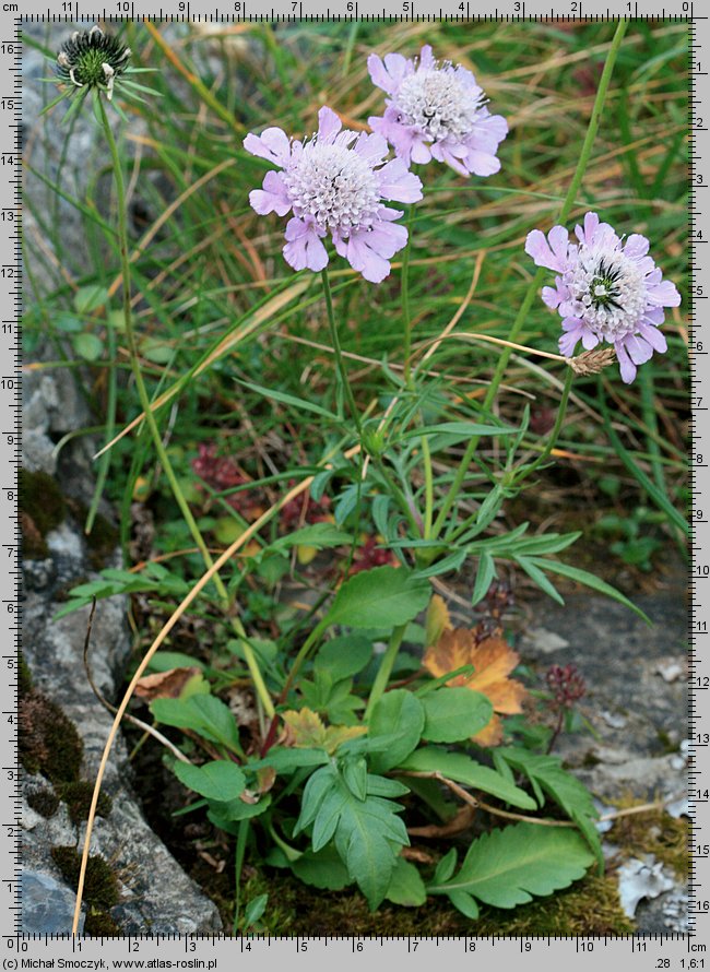 Scabiosa lucida (driakiew lśniąca)