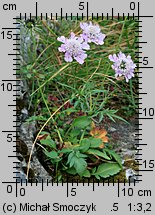 Scabiosa lucida (driakiew lśniąca)