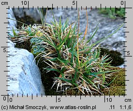 Carex firma (turzyca mocna)