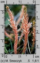 Selaginella selaginoides (widliczka ostrozębna)