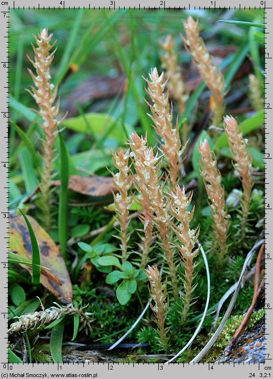 Selaginella selaginoides (widliczka ostrozębna)