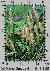 Selaginella selaginoides (widliczka ostrozębna)