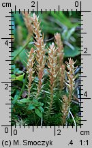 Selaginella selaginoides (widliczka ostrozębna)