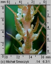 Selaginella selaginoides (widliczka ostrozębna)