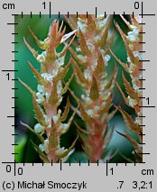 Selaginella selaginoides (widliczka ostrozębna)