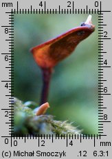 Buxbaumia viridis (bezlist okrywowy)