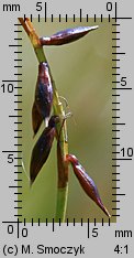 Carex pulicaris (turzyca pchla)