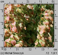 Rumex aquaticus (szczaw wodny)