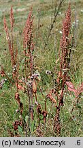 Rumex aquaticus (szczaw wodny)