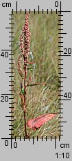 Rumex aquaticus (szczaw wodny)