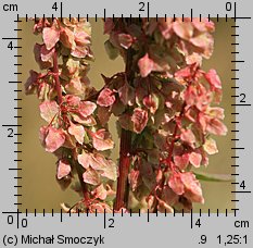 Rumex aquaticus (szczaw wodny)