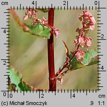 Rumex aquaticus (szczaw wodny)