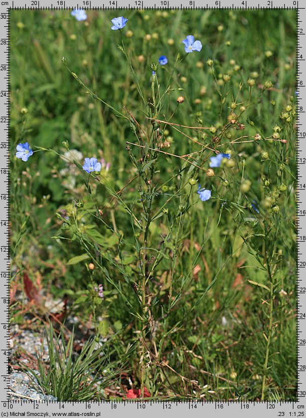 Linum usitatissimum (len zwyczajny)