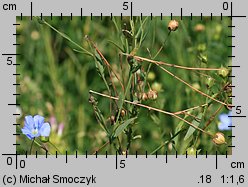 Linum usitatissimum (len zwyczajny)