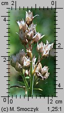 Polemonium caeruleum (wielosił błękitny)