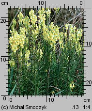 Linaria vulgaris (lnica pospolita)