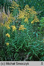 Solidago canadensis (nawłoć kanadyjska)