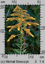 Solidago canadensis (nawłoć kanadyjska)