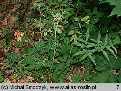 Heracleum sphondylium ssp. sphondylium (barszcz zwyczajny typowy)