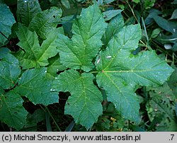 Heracleum sosnowskyi (barszcz Sosnowskiego)