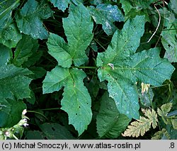 Heracleum sosnowskyi (barszcz Sosnowskiego)