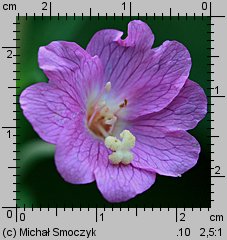 Epilobium hirsutum (wierzbownica kosmata)