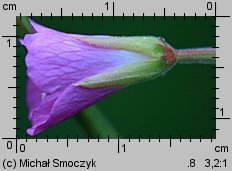 Epilobium hirsutum (wierzbownica kosmata)