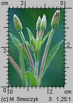 Epilobium hirsutum (wierzbownica kosmata)