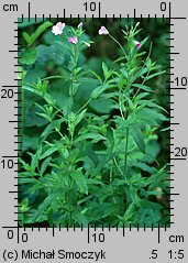 Epilobium hirsutum (wierzbownica kosmata)