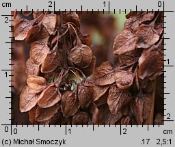 Rumex aquaticus (szczaw wodny)