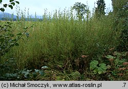 Salix purpurea (wierzba purpurowa)