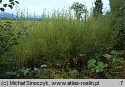 Salix purpurea (wierzba purpurowa)